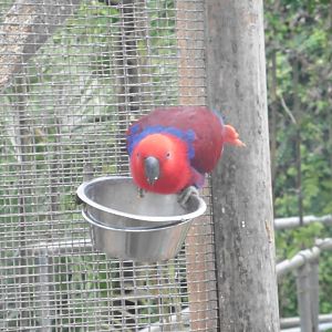 Eclectus Parrot