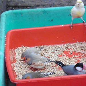 Zebra Finches & Java Sparrows