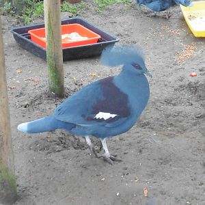 Blue Crowned Pigeon