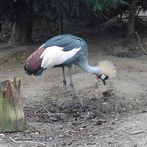 East African Crowned Crane