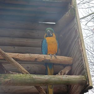Blue & Gold Macaw