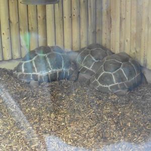 Aldabra Tortoise