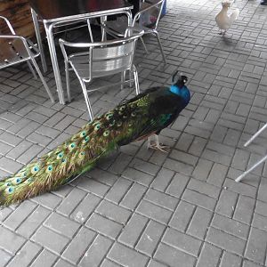 Indian Peafowl (free roaming)