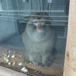 Barbary Macaque