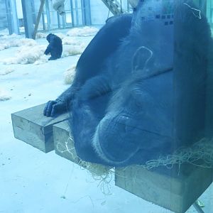 Western Lowland Chimpanzee