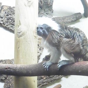Cotton Top Tamarin