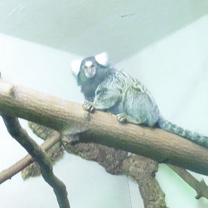 Common Tufted Marmoset