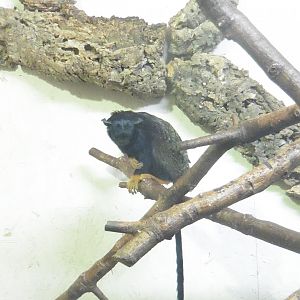 Red-handed Tamarin