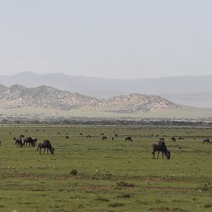 Wildebeest migration