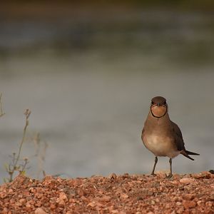 Collared pratincole