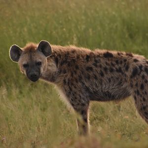 Media 'Spotted hyena' in category 'Tanzania - Wildlife'