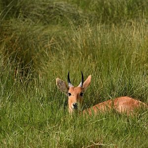 Bohor reedbuck
