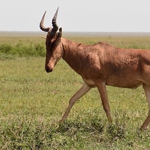 Media 'Cokes' hartebeest' in category 'Tanzania - Wildlife'
