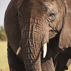 Media 'African savanna elephant' in category 'Tanzania - Wildlife'