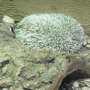 Four-toed Hedgehog...asleep
