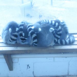 Ring-tailed Lemurs
