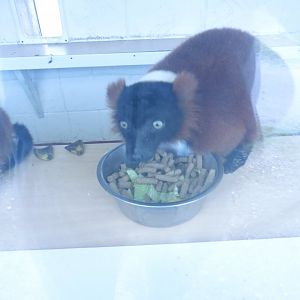 Red Ruffed Lemur