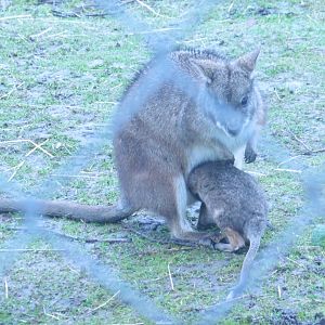 Parma Wallaby with joey