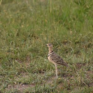 Double-banded courser