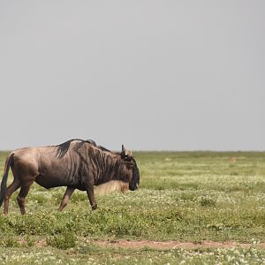 White-bearded wildebeest