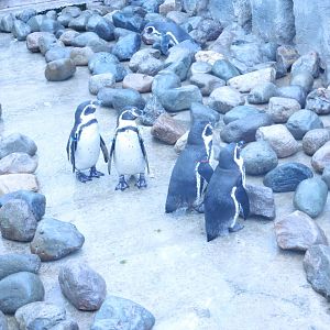 Humboldt's Penguins