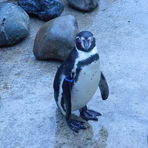 Humbodlt's Penguin