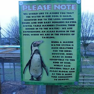 Murky Humboldt's Penguin pool 'explaination'