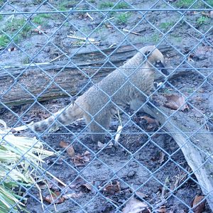 Brown-nosed Coati