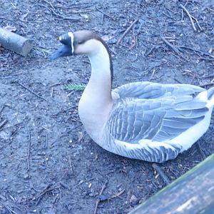 African Goose