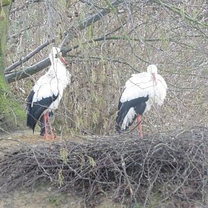 White Stork