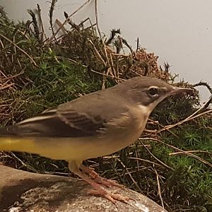 Grey wagtail