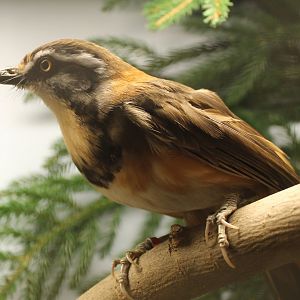 Lesser necklaced laughing-thrush