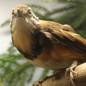 Lesser necklaced laughing-thrush
