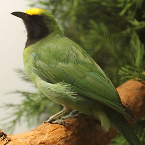 Golden-fronted leafbird