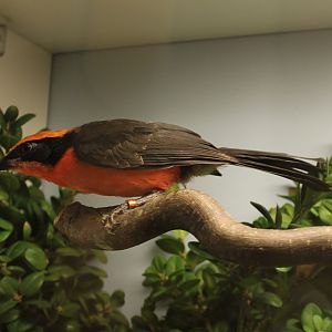 Yellow-crowned gonolek