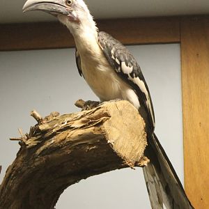 Young Von der Decken's hornbill