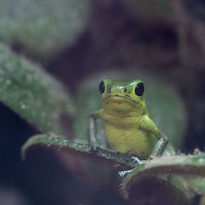 Strawberry poison dart frog