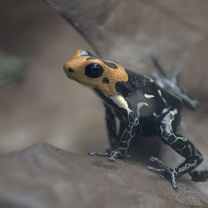 Fantastic poison dart frog