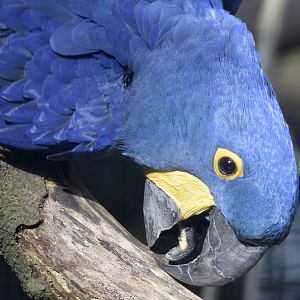 Hyacinthine macaw in a shaft of sunlight
