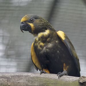 Duivenbode's lory