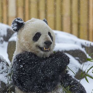 Giant Panda in Snow