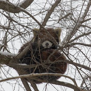 Red Panda very high up in tree