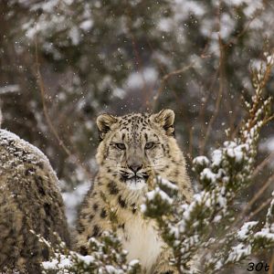 Snow Leopards in snow