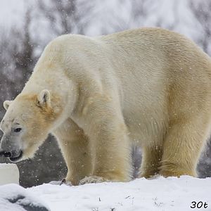 Polar Bear