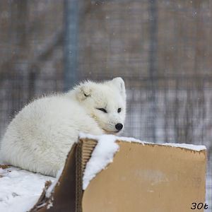 Arctic Fox