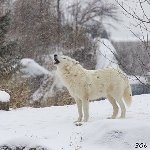 Wolf howling in snow fall