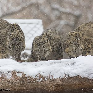 Snow Leopard mom and cubs