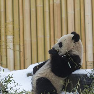 Giant Panda