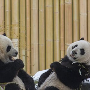 Giant Pandas