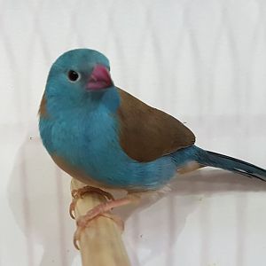 Blue-capped cordon-bleu